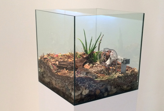 terrarium_frontal_lbj_website