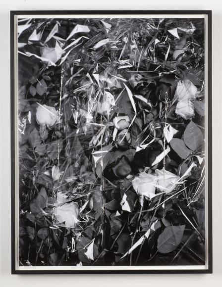roses, cellophane, and three slashes